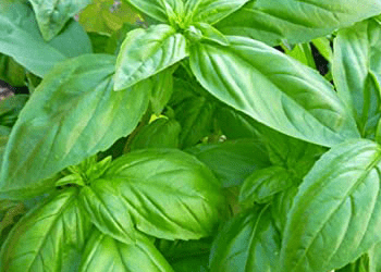 Things You Should Know About Basil