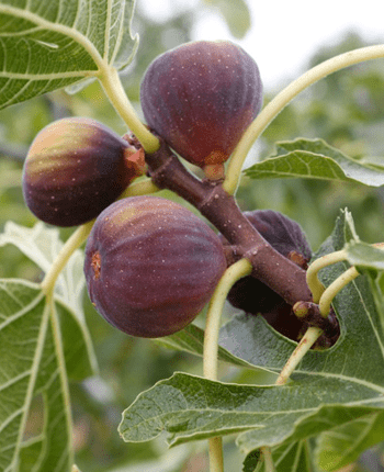 Little-Known Facts About Figs