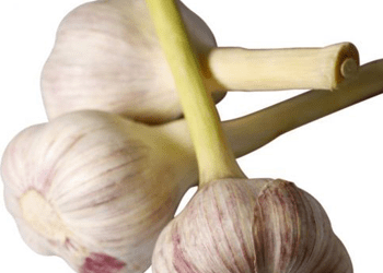 What Everybody Ought To Know About Garlic