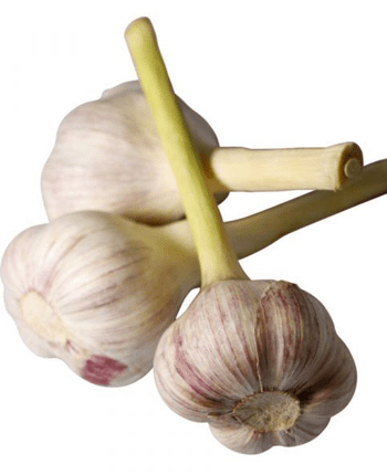 What Everybody Ought To Know About Garlic