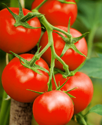 The Healthy Goodness of Tomatoes in the Mediterranean Diet