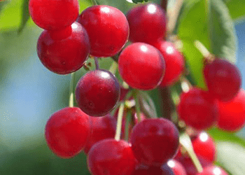 Cherries for Better Health: The Many Health Benefits of Cherries