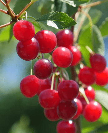 Cherries for Better Health: The Many Health Benefits of Cherries